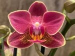 Double Spikes Phalaenopsis I-Hsin Black Cherries (3.5" pot) - Image 3