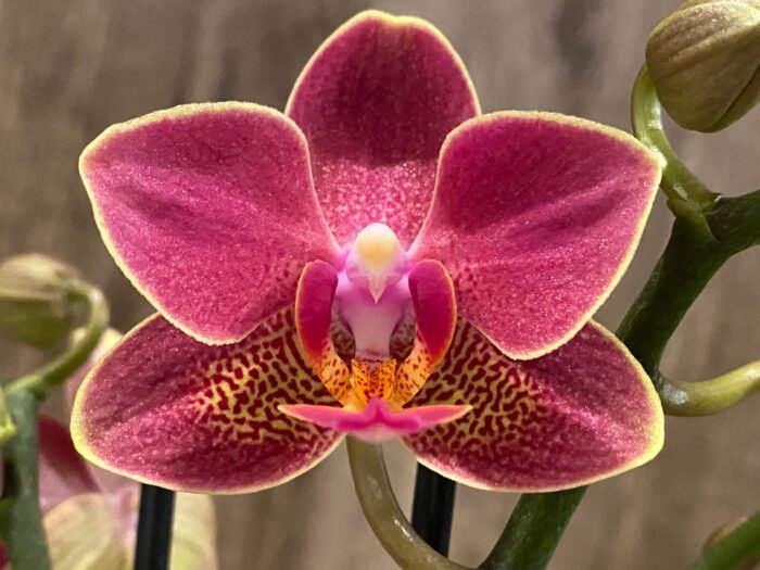 Double Spikes Phalaenopsis I-Hsin Black Cherries (3.5" pot) - Image 3