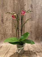 Double Spikes Phalaenopsis I-Hsin Black Cherries (3.5" pot) - Image 4