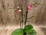 Double Spikes Phalaenopsis I-Hsin Black Cherries (3.5" pot) - Image 6