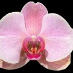 Double Spikes Phalaenopsis Phoenix City (4.5" pot)