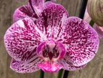 Double Spikes Phalaenopsis I-Hsin Super Star Rare Form (4.5" Pot)