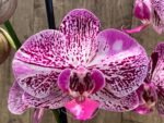 Double Spikes Phalaenopsis I-Hsin Super Star Rare Form (4.5" Pot) - Image 2