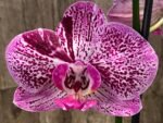 Double Spikes Phalaenopsis I-Hsin Super Star Rare Form (4.5" Pot) - Image 4