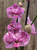 Double Spikes Phalaenopsis I-Hsin Super Star Rare Form (4.5" Pot) - Image 5