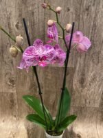 Double Spikes Phalaenopsis I-Hsin Super Star Rare Form (4.5" Pot) - Image 6