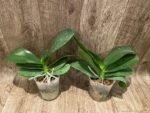 Phalaenopsis  Taida Smile "Peloric" (4.5" pot) - Image 8