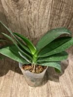 Phalaenopsis  Taida Smile "Peloric" (4.5" pot) - Image 10