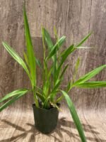 QUADRUPLE SPIKES Miltonia spectabilis (3.5” Pot) - Image 2