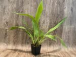 Zygonisia Murasaki Komachi Blooming Size (3.5” pot) - Image 4