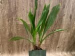 Zygonisia Snow Bird (3.5” Pot) - Image 5
