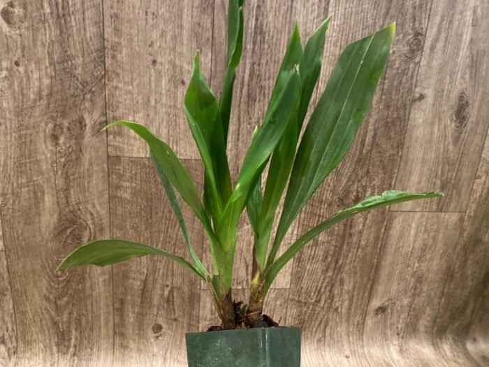 Zygonisia Snow Bird (3.5” Pot) - Image 5