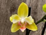 Double Spikes Phalaenopsis Dtps. Fuller’s Sunset ‘Peloric’ (3.5" pot) - Image 2