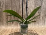 Double Spikes Phalaenopsis Dtps. Fuller’s Sunset ‘Peloric’ (3.5" pot) - Image 6
