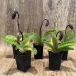 In Spike Paphiopedilum Maudiae Dark (2.5” pot)