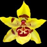 Double Tall Spikes Oncostele Wildcat 'Yellow King' (3.5” pot)