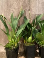 Double Spikes Oncidium Eye Candy 'Pinkie' (3.5” pot) - Image 6