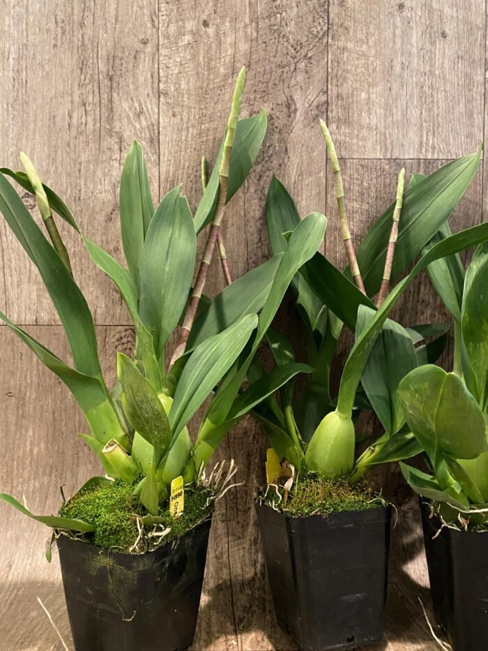 Double Spikes Oncidium Eye Candy 'Pinkie' (3.5” pot) - Image 6