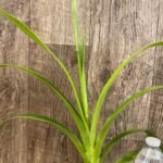 In Spike/ Bud  - Phrag. QF Wailea Maui (QF Naukana Kealoha×Grande) (4.5" pot)