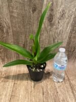 IN SPIKE - Phrag. Ula’ula (Eric Young ‘R.F’ × Haley Decker #1) (4.5" pot) - Image 3