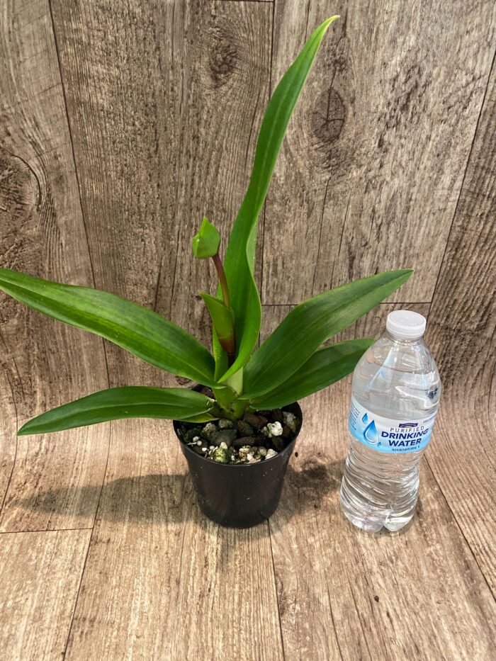 IN SPIKE  - Phrag. Ula’ula (Eric Young ‘R.F’ × Haley Decker #1) (4.5" pot) - Image 3