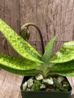 In Spike Paphiopedilum Lantha Stage (sukhakulii x rothschildianum) (3.5 pot) - Image 4