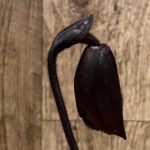 In Spike Paphiopedilum Lorraine's Pride × Shadow Boxer (3.5” pot)