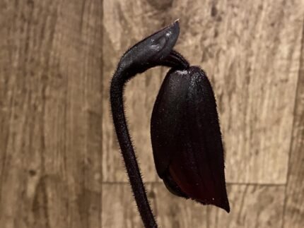 In Spike Paphiopedilum Lorraine's Pride × Shadow Boxer (3.5” pot)
