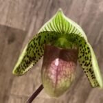 In Spike Paphiopedilum Chiara (Iawrenceanum v. hyeanum x sukhakulii) (3.5” pot)