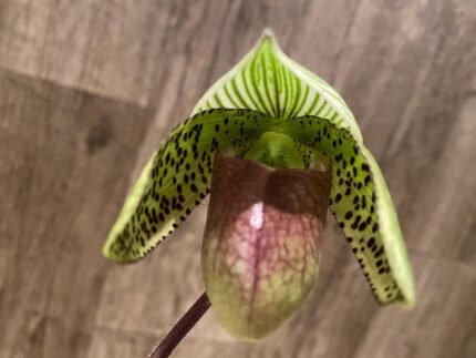 In Spike Paphiopedilum Chiara (Iawrenceanum v. hyeanum x sukhakulii) (3.5” pot)