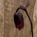 In Spike Paphiopedilum Hanabiko 'Gorilla' × Wood Wonder ‘Select’ (2.5” pot)