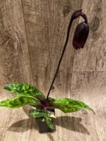 In Spike Paphiopedilum Hanabiko 'Gorilla' × Wood Wonder ‘Select’ (2.5” pot) - Image 3