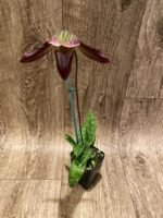 In Spike Paphiopedilum Pleasantry (2.5” pot) - Image 3