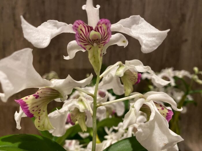 Multi Spikes Dendrobium Kyle Quintal (rhodostictum × Little Atro) (3.5” pot) - Image 3