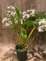 Multi Spikes Dendrobium Kyle Quintal (rhodostictum × Little Atro) (3.5” pot) - Image 6