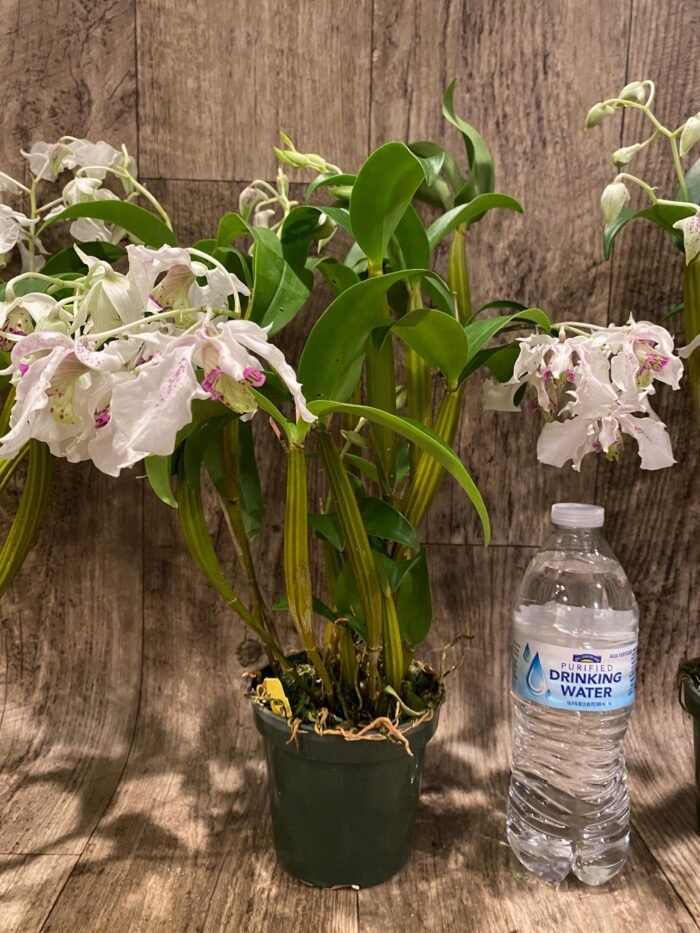 Multi Spikes Dendrobium Kyle Quintal (rhodostictum × Little Atro) (3.5” pot) - Image 7