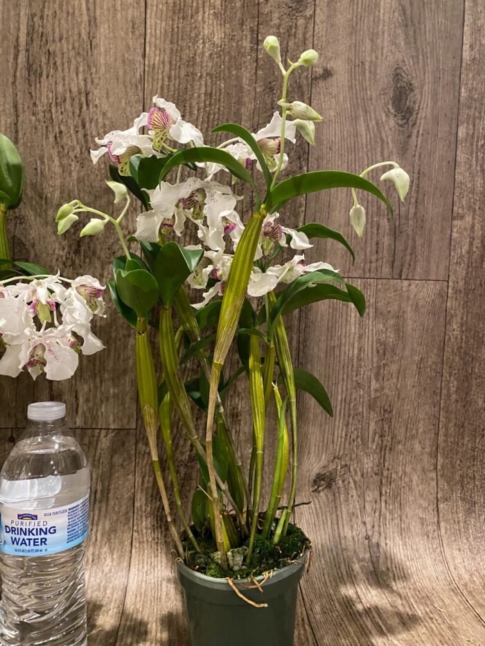 Multi Spikes Dendrobium Kyle Quintal (rhodostictum × Little Atro) (3.5” pot) - Image 8