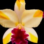 Rhyncattleanthe Air Dream 'Pretty Girl' (3.5 pot)