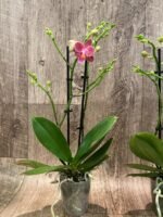 Multi Spikes Phalaenopsis I-Hsin Berry Cutie (3.5” Pot) - Image 6