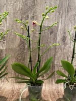 Multi Spikes Phalaenopsis I-Hsin Berry Cutie (3.5” Pot) - Image 7