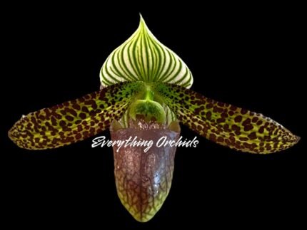 In Spike Paphiopedilum Saiun (2.5” pot)