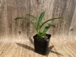 Zygolum Rhein Moonlight x Zygo Blue Eyes (3.5" pot) - Image 2