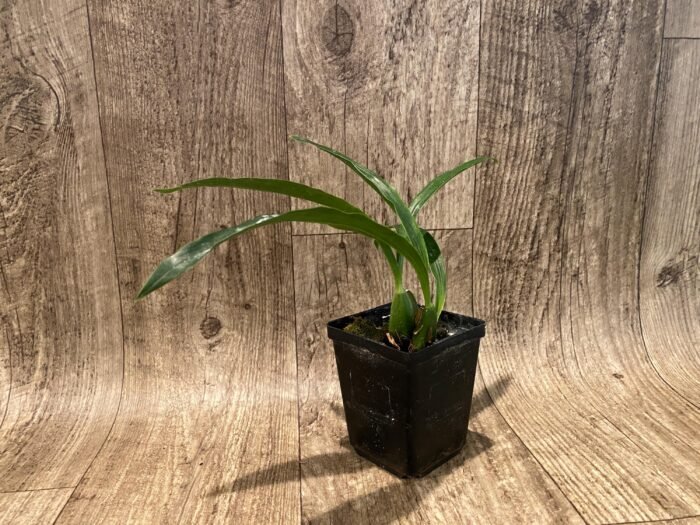 Zygolum Rhein Moonlight x Zygo Blue Eyes (3.5" pot) - Image 3