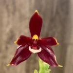 IN SPIKE Phalaenopsis cornu-cervi (3.5” Pot)