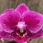 Double Spikes Variegated Phalaenopsis Chia E Yenlin (3.5” pot)