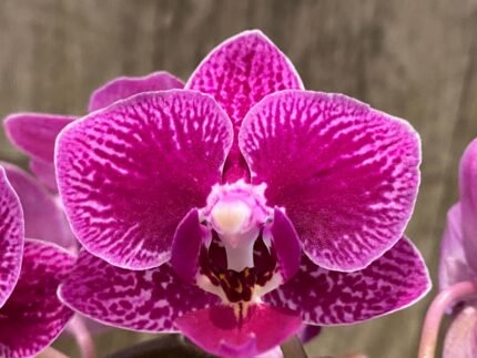 Double Spikes Rare Varigated Phalaenopsis Chia E Yenlin (3.5” pot)