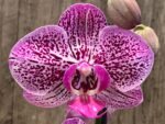 Double Spikes Phalaenopsis I-Hsin Super Star Rare Form (4.5" Pot) - Image 3