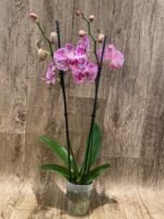 Double Spikes Phalaenopsis I-Hsin Super Star Rare Form (4.5" Pot) - Image 7