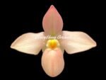 IN SPIKE - Rare Phrag. besseae flavum x Anthony Omeis (3.5" pot)