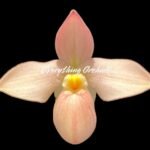 IN SPIKE  - Rare Phrag. besseae flavum x Anthony Omeis (3.5" pot)